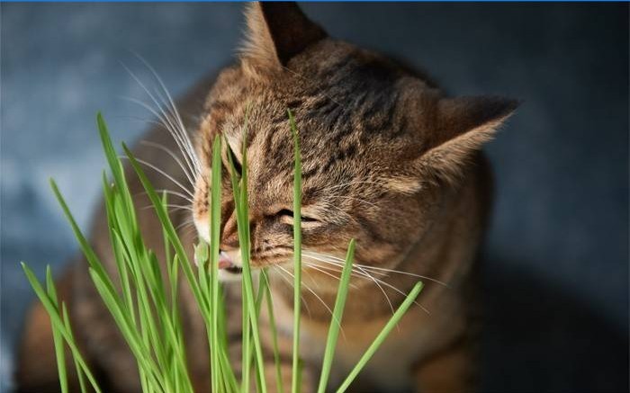 Gato come grama