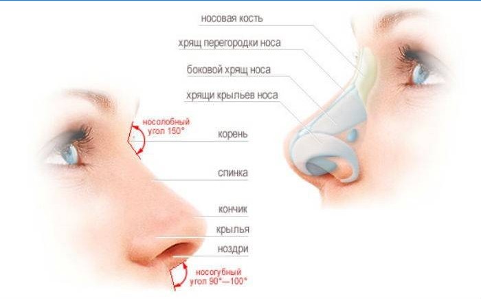 Estrutura do nariz