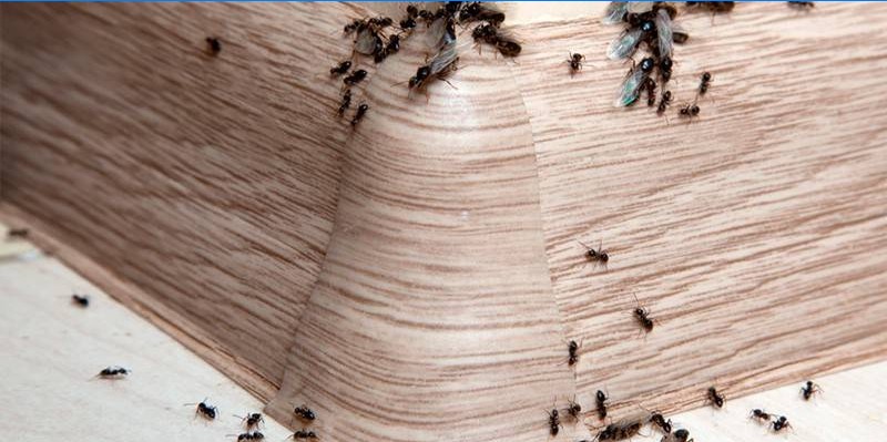 Formigas de rodapé