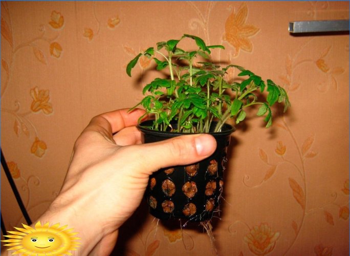 Hidroponia: plantas caseiras para o cultivo de flores, ervas e vegetais