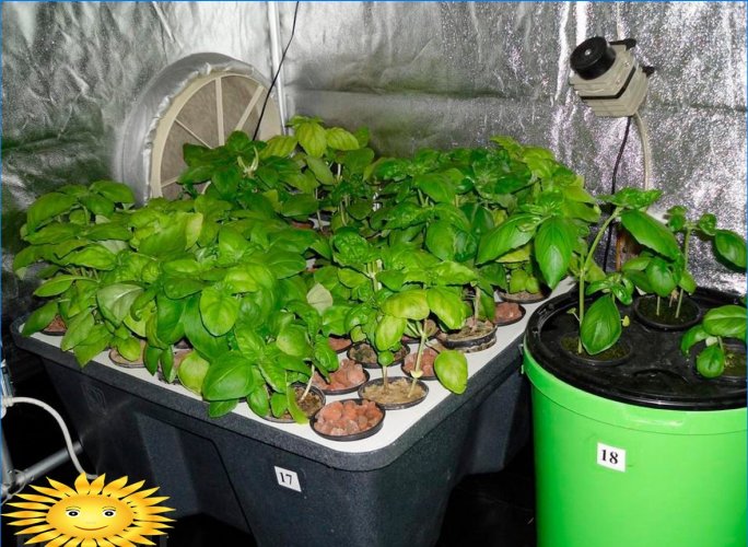 Hidroponia: plantas caseiras para o cultivo de flores, ervas e vegetais