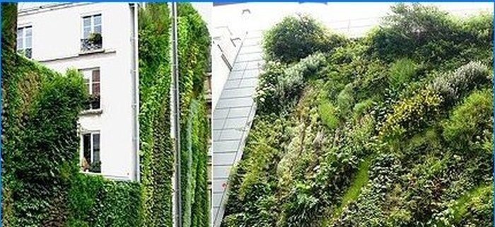 Paredes e jardins de plantas verticais