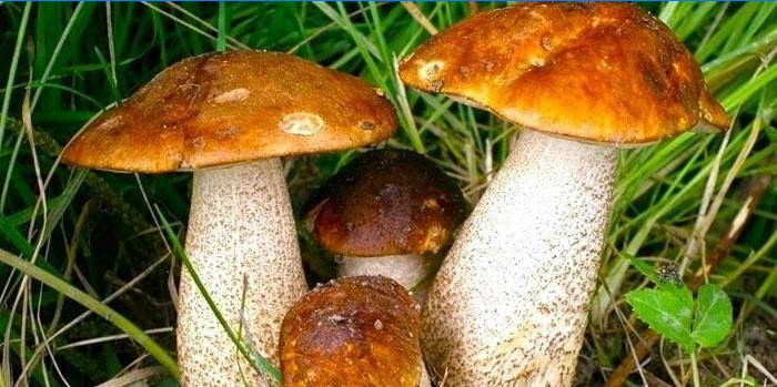 Cogumelos marrons na grama