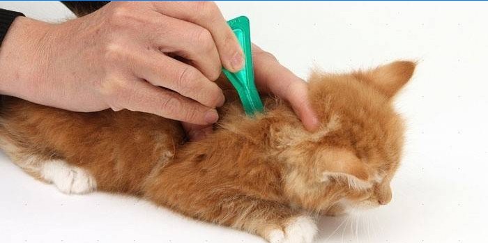 Processando um gatinho com gotas de pulgas