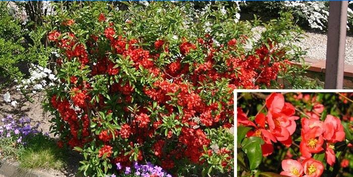 O arbusto ornamental de Henomeles é popular entre os jardineiros