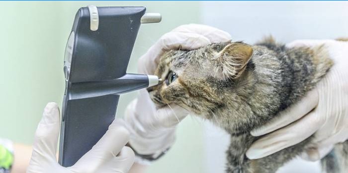 Exame veterinário por gato