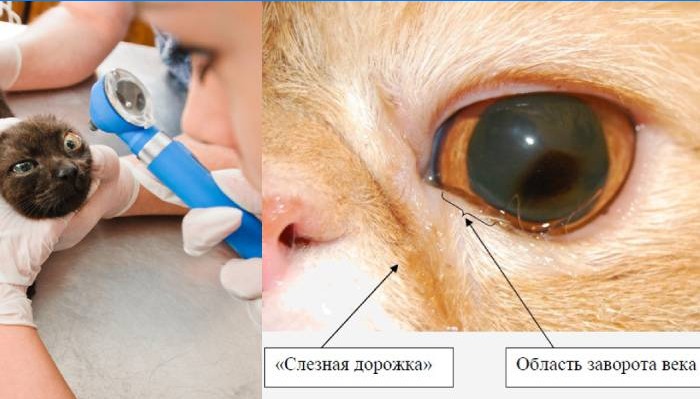 Exame lacrimal de gato