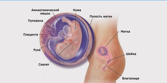 Desenvolvimento da gravidez aos 3 meses
