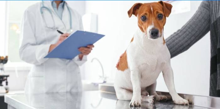 Cão em um veterinário