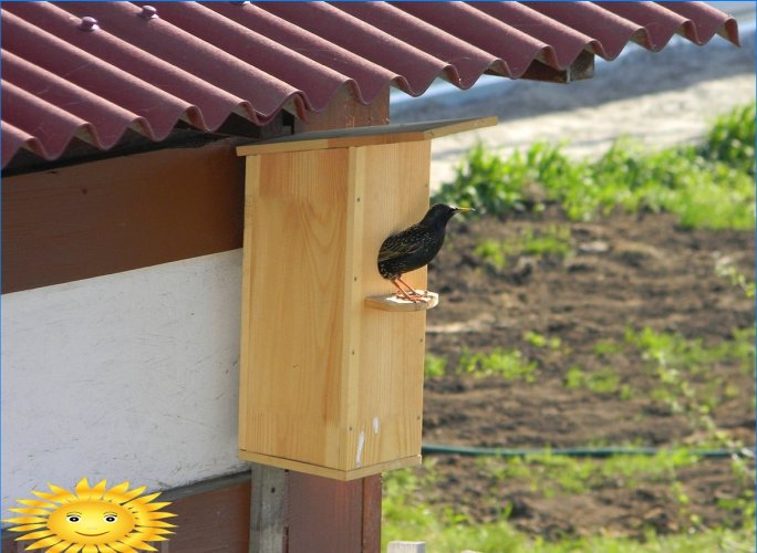 Como posicionar adequadamente uma casa de pássaros no local