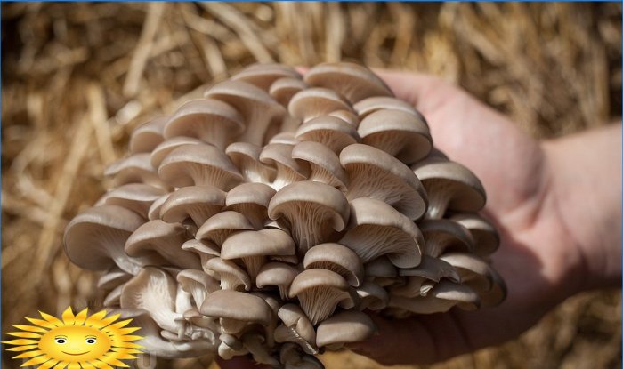 Cultivo de cogumelos ostra: receita adicional em seu site