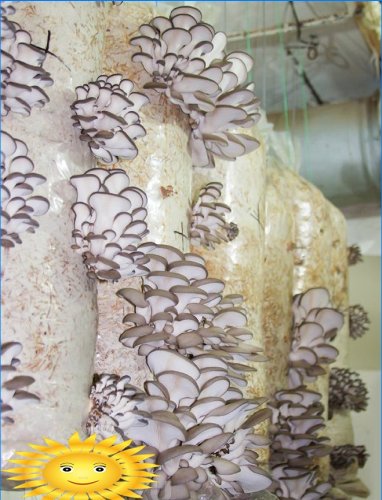 Cultivo de cogumelos ostra em bolsas