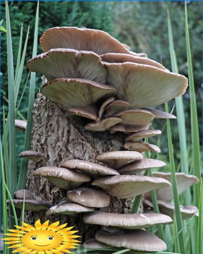 Cogumelo ostra na natureza