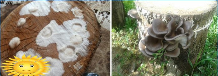 Plantando micélio de cogumelo ostra em um toco de árvore