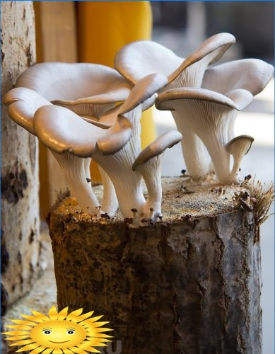 Cultivo de cogumelos ostra em tocos