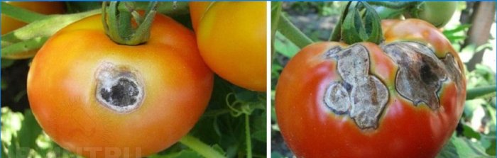 Podridão cinzenta em tomates