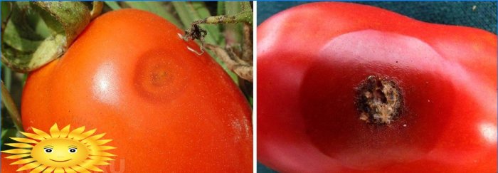 Antracnose em frutos de tomate