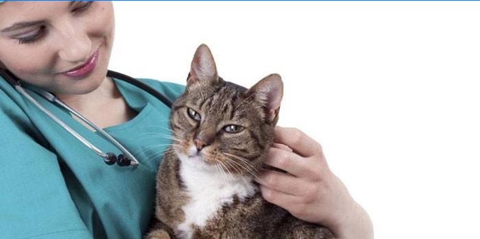 Gato e veterinário