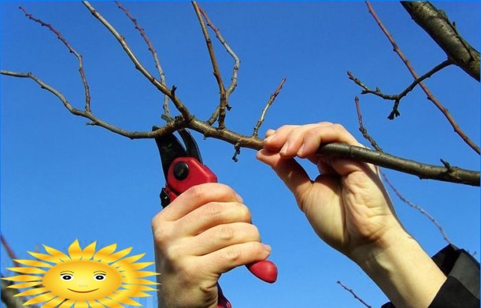 Podando árvores frutíferas na primavera
