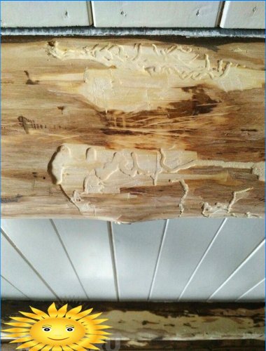 Besouros de casca de árvore em casa de madeira