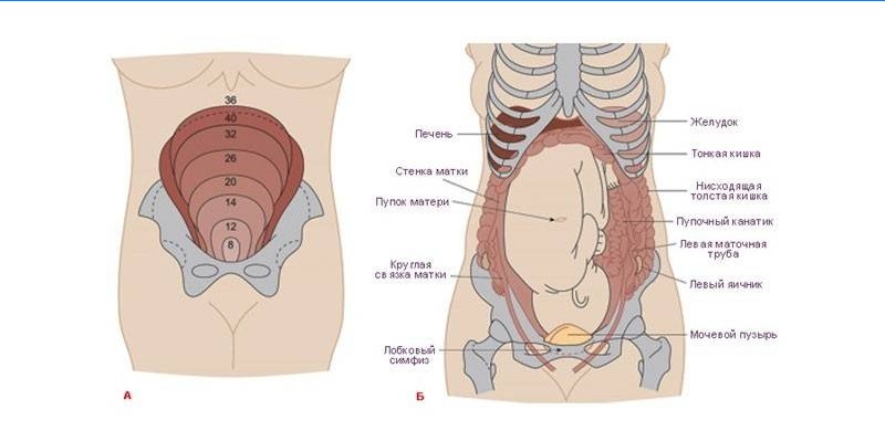 Crescimento uterino durante a gravidez