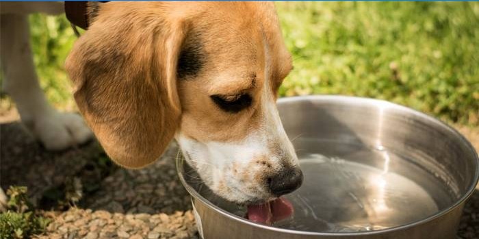Cachorro bebe água