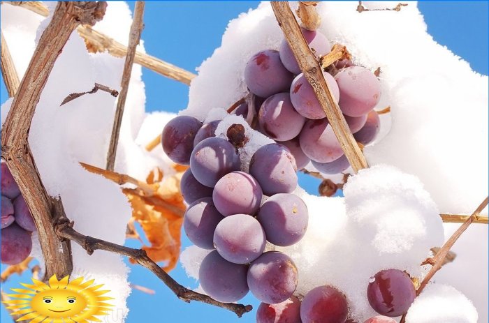 Como preparar adequadamente as uvas para o inverno