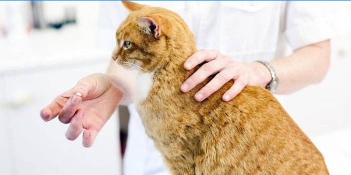 Veterinário dá um medicamento para gatos