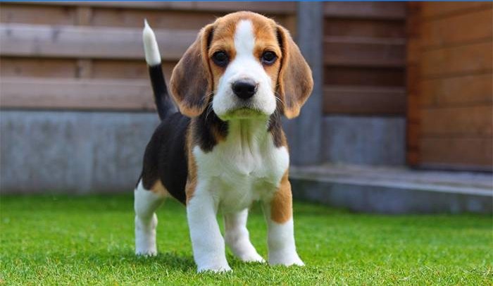 Cachorro Beagle