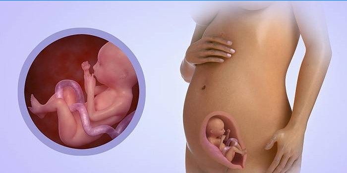 Desenvolvimento fetal no sexto mês de gravidez