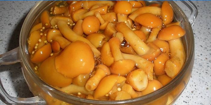 Cogumelos de mel em uma panela com marinada