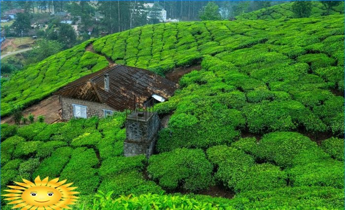 Casa entre plantações de chá na Índia