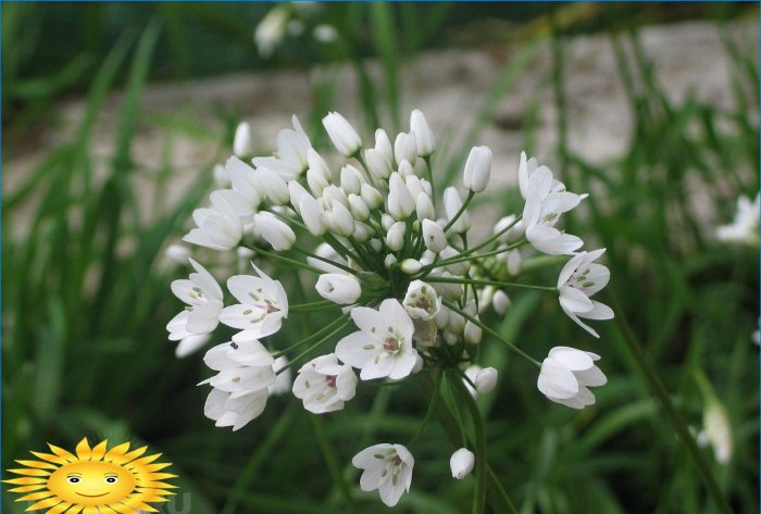 Cebola napolitana decorativa (Allium neapolitanum)