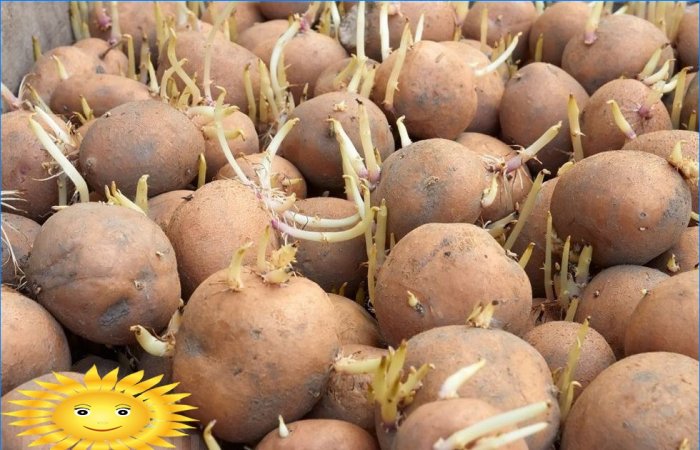 Batatas germinadas