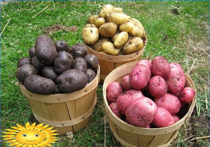 Variedades de batata