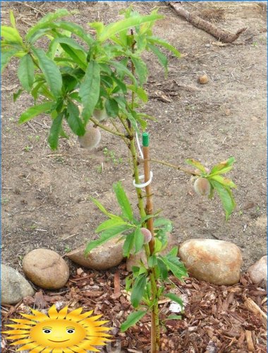 Plantar um pêssego no solo