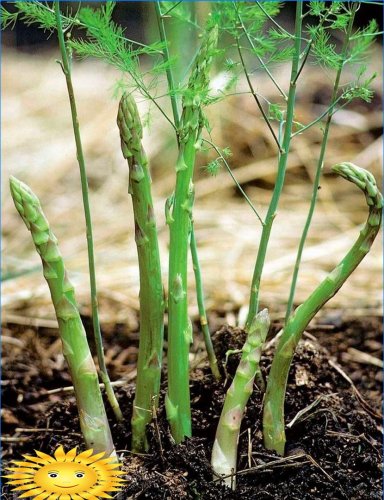 Cultivo de espargos: características do plantio, cuidado