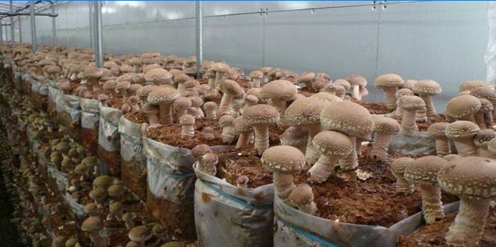 Cultivo de cogumelos Shiitake