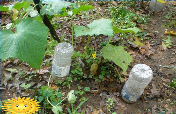Irrigação gota a gota com garrafas de plástico