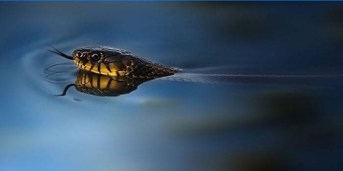 Cobra na água