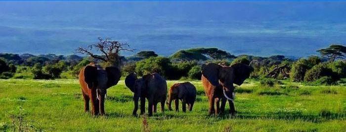 Floresta Nacional de Amboseli no Quênia