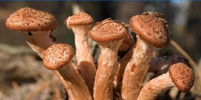 Cogumelos cogumelos