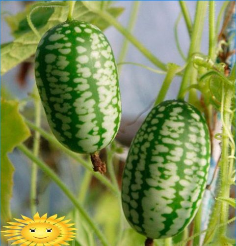 Melotria em bruto ou pepino melancia: cultivo e cuidado