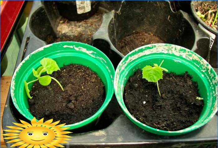 Melotria em bruto ou pepino melancia: cultivo e cuidado