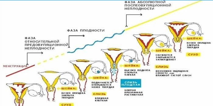 Fase menstrual