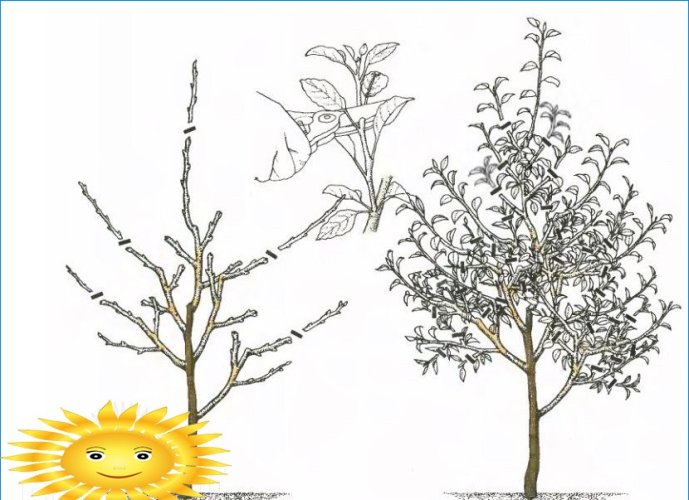 Poda de árvores frutíferas: como podar uma macieira