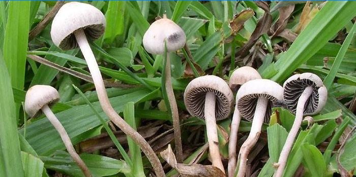 Cogumelos alucinógenos na floresta