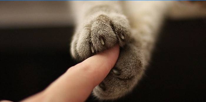 dedos de gato