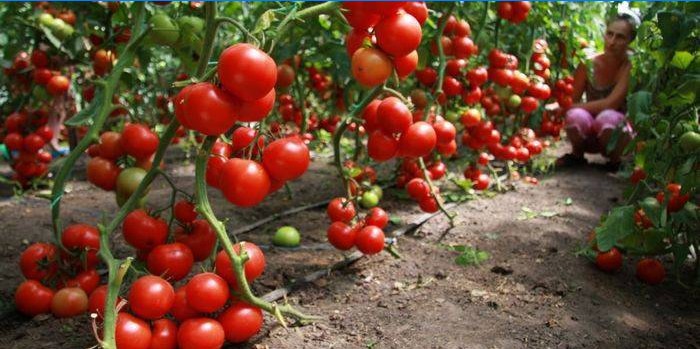 Como cultivar tomates em uma estufa
