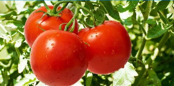 Características do cultivo de tomates